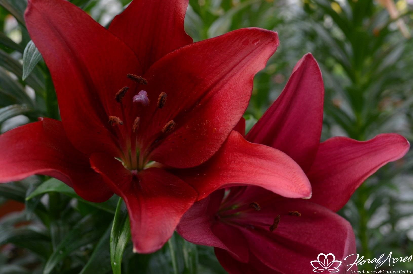 LILIUM Asiatic LA Dynamix Floral Acres